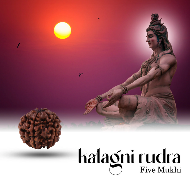 Rudraksha de 5 Caras (Pancha Mukhi) con Tapa de Plata