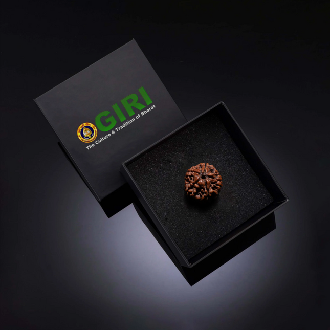 Rudraksha de 5 Caras (Pancha Mukhi) con Tapa de Plata